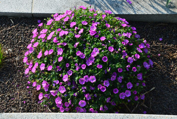 is a low growing variety, much loved because of its bright reddish purple coloured flowers. This...