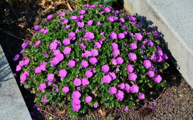 is a low growing variety, much loved because of its bright reddish purple coloured flowers. This...