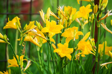 yellow daffodils in spring