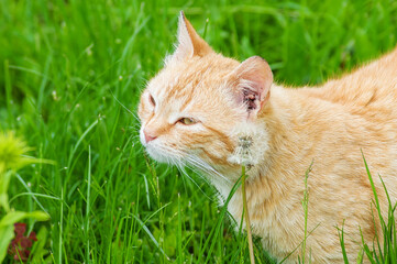 cat on green grass