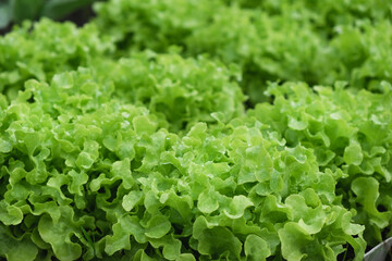 Fresh organic green oak lettuce growing on a natural farm. Photosynthesis salad vegetables growth on the soil in the plantation. chlorophyll leaf crop bio cover concept.