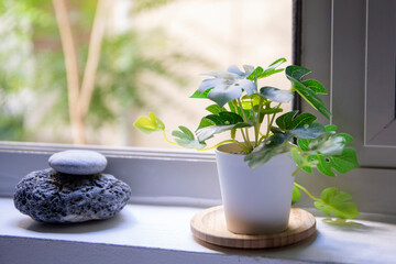 two beautiful stones and a tiny Monstera in front of the window
