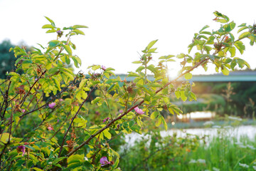 Red flowers on a branch in green foliage against the background of the river and sunset