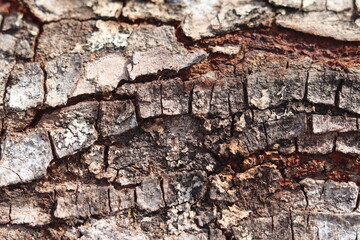 texture, bark, tree, wood, wall, old, nature, pattern, stone, brown, rough, abstract, material, forest, textured, natural, wooden, surface, timber, rock, trunk, backgrounds, closeup, architecture, pla