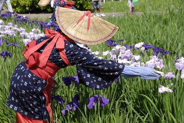 花菖蒲の手入れ