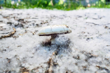 A wild mushroom head on the ground covered with a thick layer of poplar fluff similar to snow.
