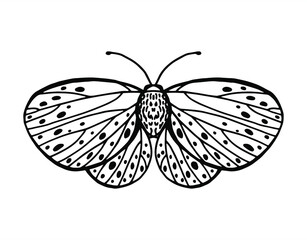 Vector pattern with line drawn butterflies with beautiful wings. Print  and background with insects for prints on paper and fabric. Page for coloring book
