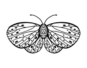 Vector pattern with line drawn butterflies with beautiful wings. Print  and background with insects for prints on paper and fabric. Page for coloring book