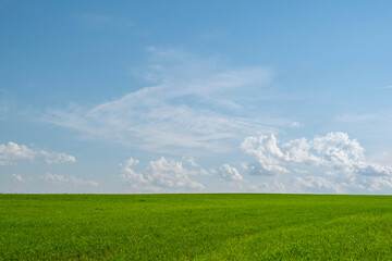 Beautiful landscape of meadows or pastures with green grass on background of blue sky with clouds.