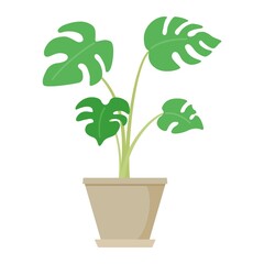 モンステラの鉢のイラスト