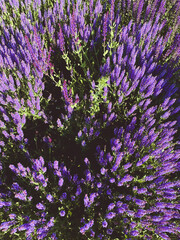 Fresh lavender, view from the above, natural background