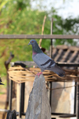 Vertical shot of a gray adorable pigeon standing on the stone in the park