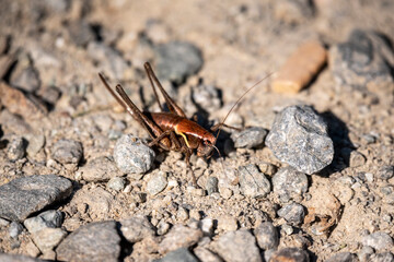 Close up of a brown grasshopper on a walking path