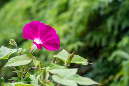 Pictures of pink morning glories with a forest background.