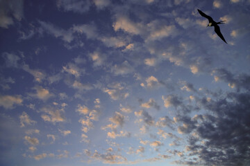 Evening sky with a flying frigate bird