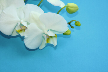 White orchid flower branch on blıue background
