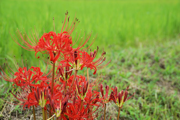 彼岸花（ヒガンバナ）　秋