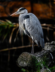 Grey heron on the beam. Latin name - Ardea cinerea