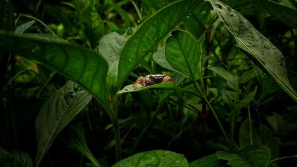 small crab on the leaf.