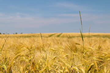 Das Getreidefeld im Sonnenlicht.