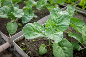 Fresh organic Thai green kale leaves growing on a natural farm. Photosynthesis chinese raw vegetables growth on the soil in the garden. Agriculture chlorophyll leaf crop bio cover concept.