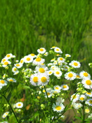 畦に咲くヒメジョオンと青田風景