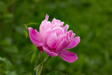 Beautiful pink peony in the garden