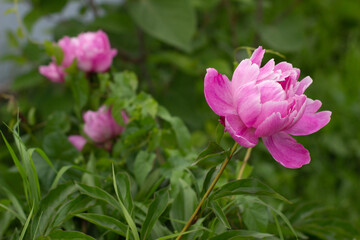 Obraz na płótnie Canvas Beautiful pink Peony flower in the garden