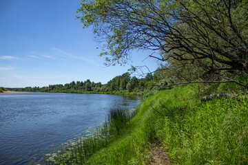 Fototapeta premium A willow bush leaned over the bank of a quiet river