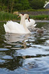 Adult swans and six small cygnets in a water of a lake. Beautiful wild nature creatures concept. Muted color. Father and mother and their big family. Vertical image
