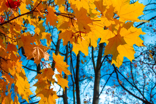 Yellow maple autumn leaves against the sky.