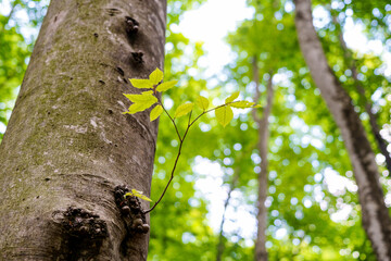 強い生命力を感じる空に向かって伸びるブナの新芽