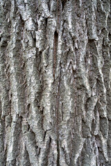 The texture of the tree bark. Vertical background