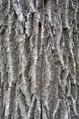 The texture of the tree bark. Vertical background