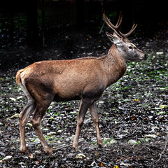Naklejka na ściany i meble European red deer male. Latin name - Cervus elaphus hippelaphus 