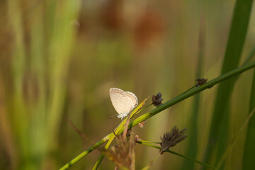 Butterfly on Nature Place