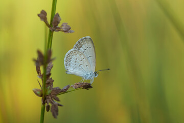 Butterfly on Nature Place