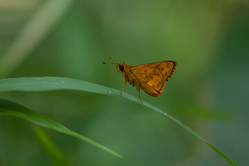 Butterfly on Nature Place