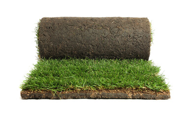 Rolled sod with grass on white background