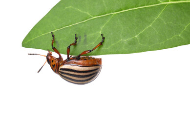 Colorado potato beetle on green leaf against white background