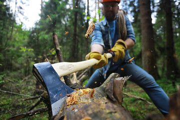 Male worker with an ax chopping a tree in the forest.