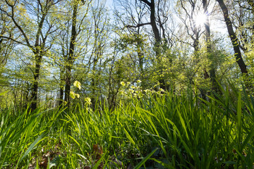 Buchenwald im Frühling, Nordrhein-Westfalen, Deutschland, Europa