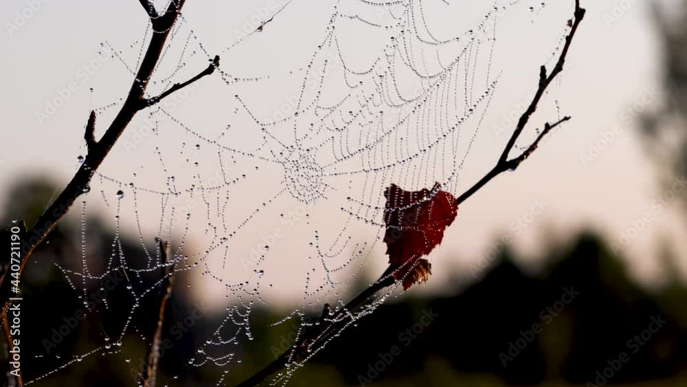 Wall mural spider web covered with shining dew drops on it and swaying in the wind on a tree at sunrise in autu