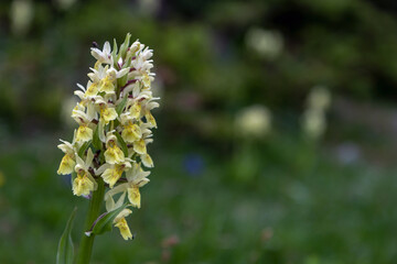 Orchis à larges feuilles , où orchis sureau dans les alpages du massif du Taillefer , Isère , Alpes