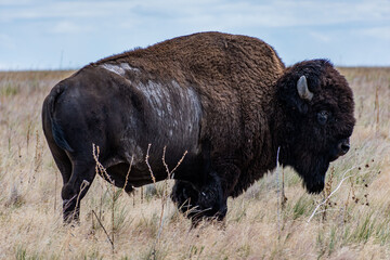American Bison in the field of Antelope Island SP, Utah