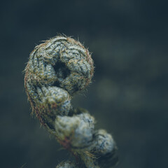 green fern leaf in the nature in springtime