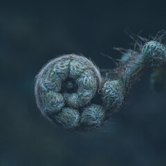 green fern leaf in the nature in springtime