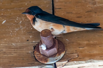 A Barn Swallows in Antelope Island SP, Utah
