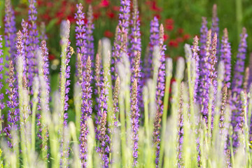 Closeup macro shot of beautiful purple lavender flowers in spring