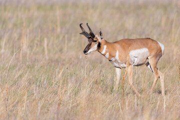Naklejka premium Pronghorn in the field of Antelope Island SP, Utah